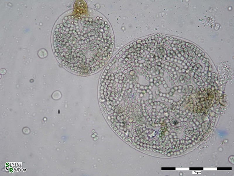 Nostoc membranaceum