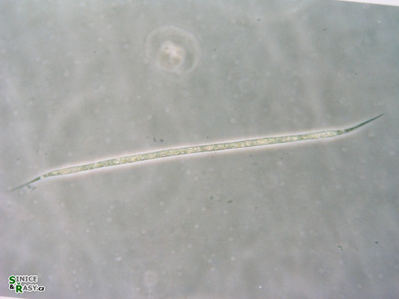 Raphidiopsis