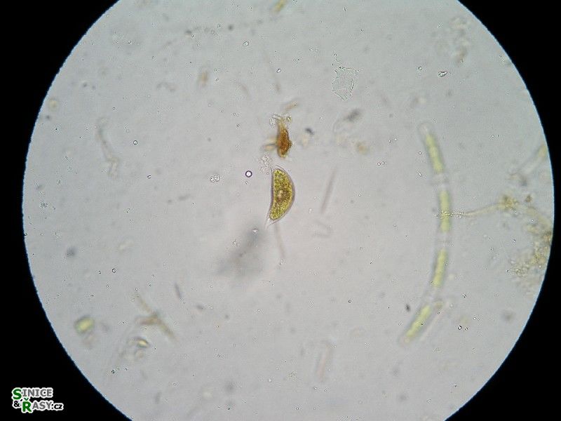 Cystodinium cornifax