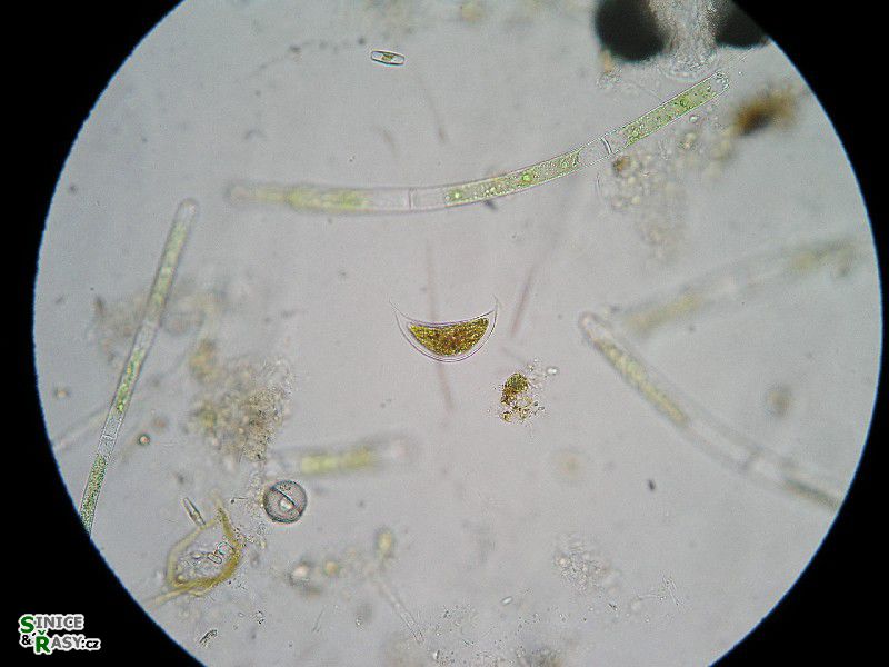 Cystodinium cornifax
