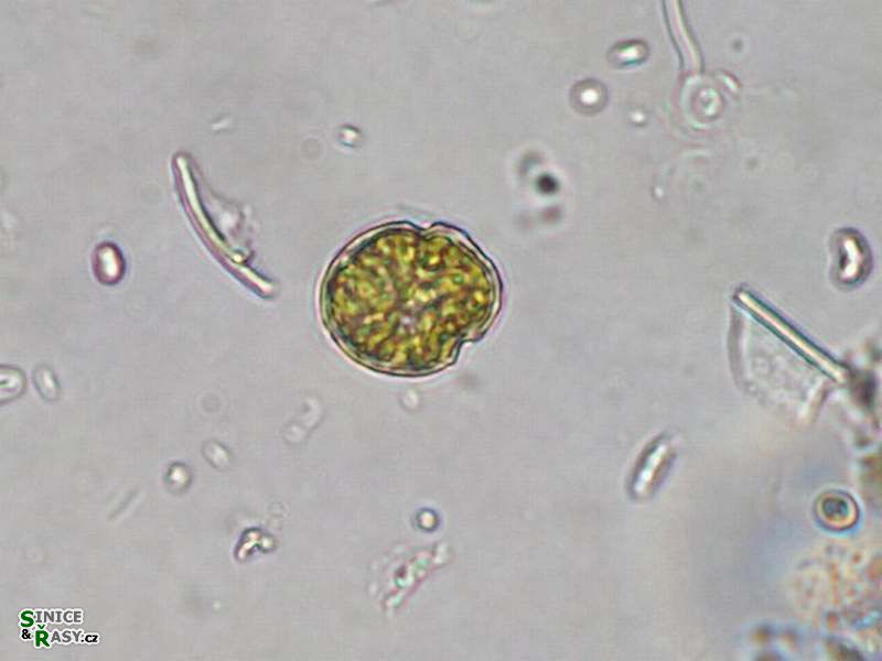 Katodinium monadicum