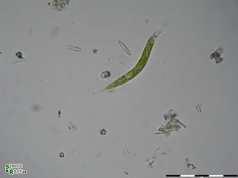 Euglena deses