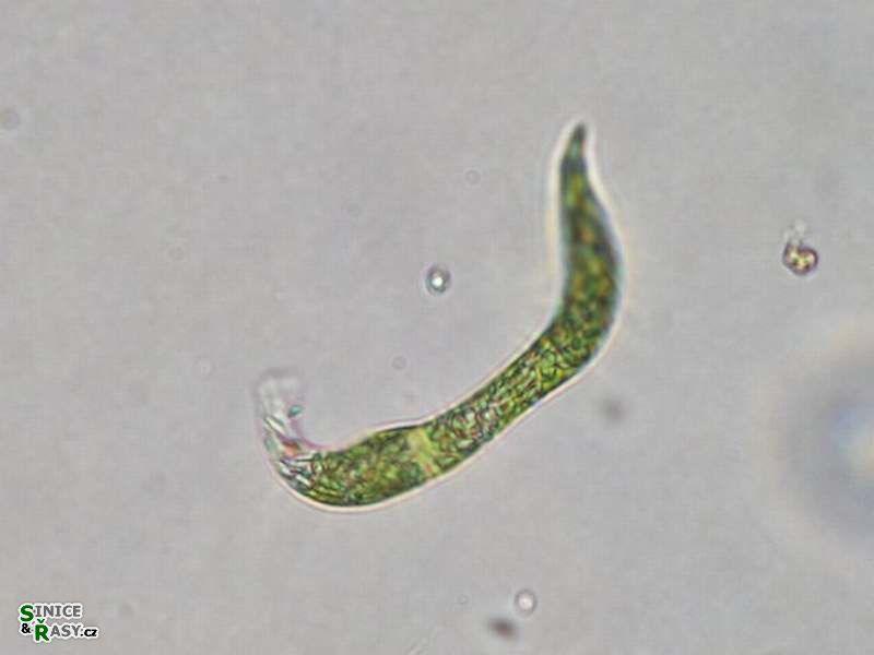 Euglena deses