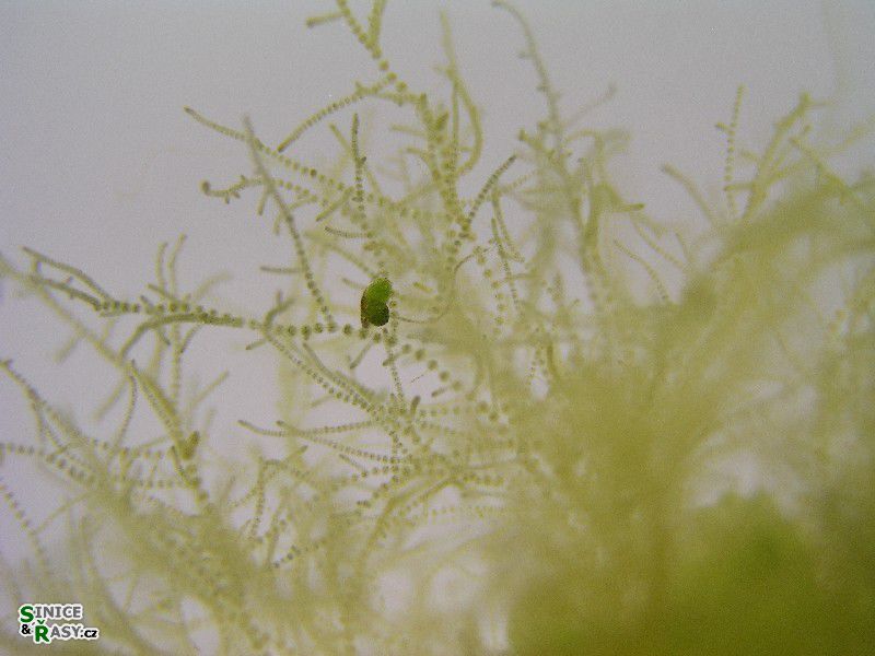 Batrachospermum turfosum