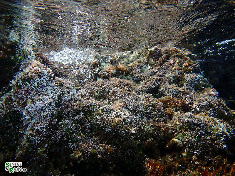 Corallina officinalis 