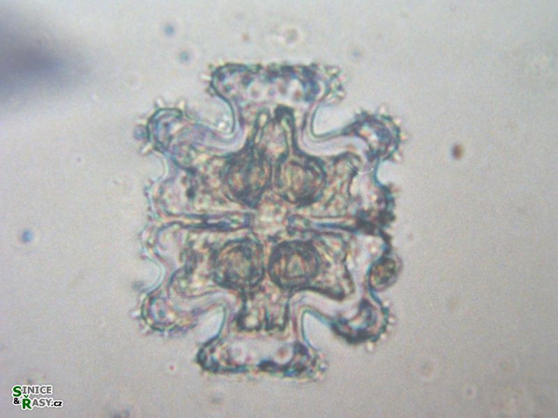 Euastrum monocyclum
