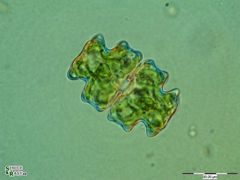 Euastrum pectinatum