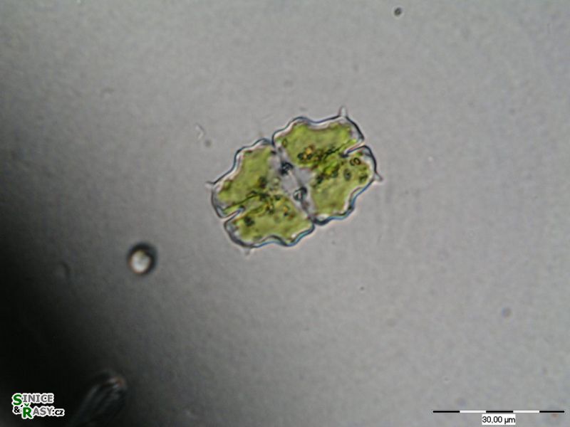 Euastrum pulchellum