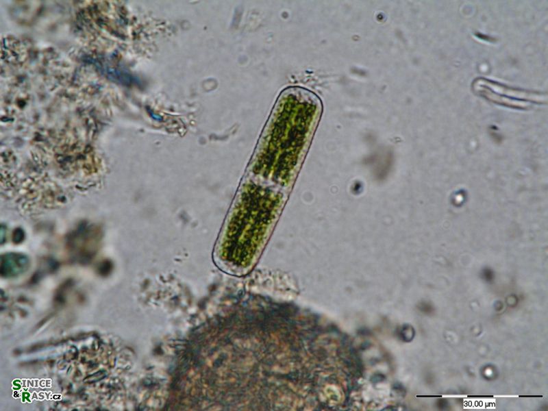 Penium cylindrus