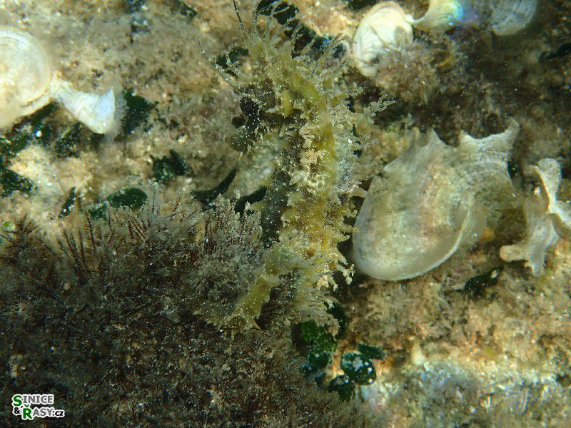 Hippocampus ramulosus