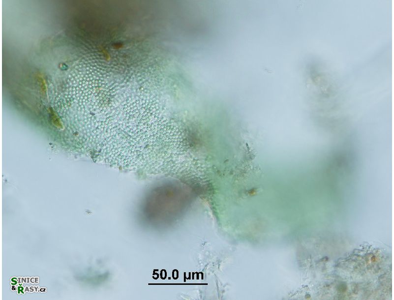 Microcrocis geminata