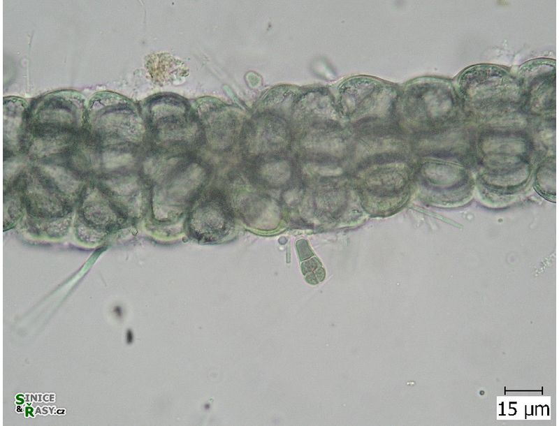 Chamaecalyx swirenkoi