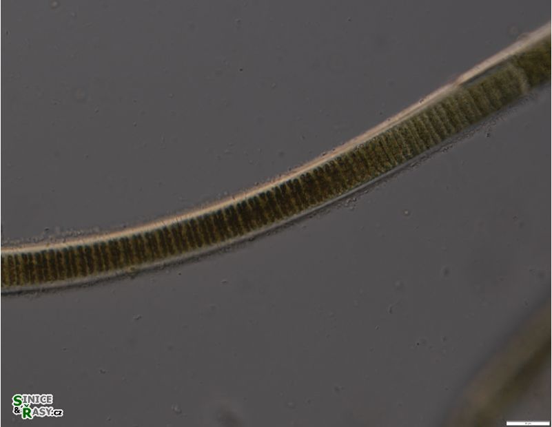 Limnoraphis hieronymusi