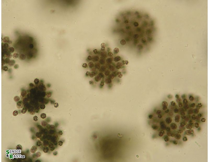 Radiocystis geminata