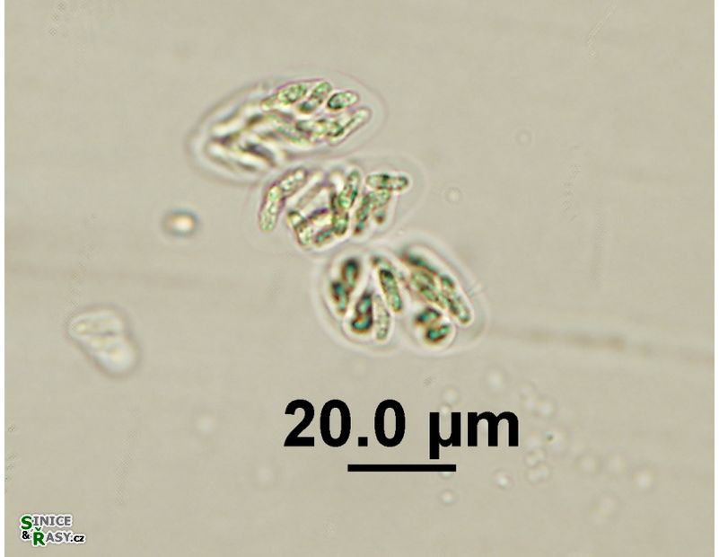 Rhabdogloea linearis