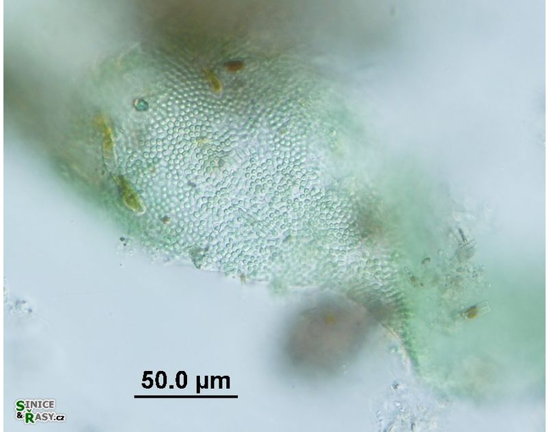 Microcrocis geminata