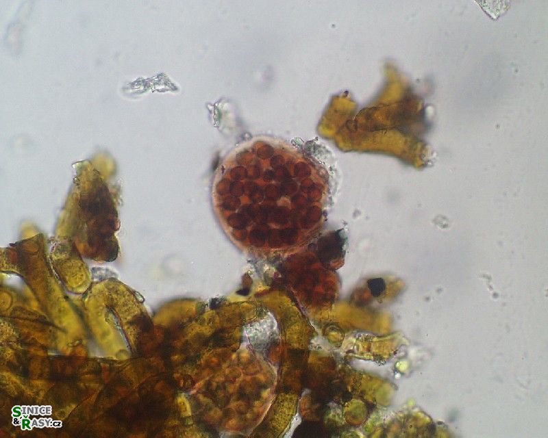 Gloeocapsopsis dvorakii