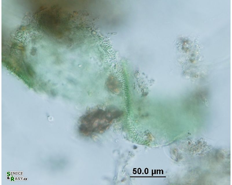 Microcrocis geminata