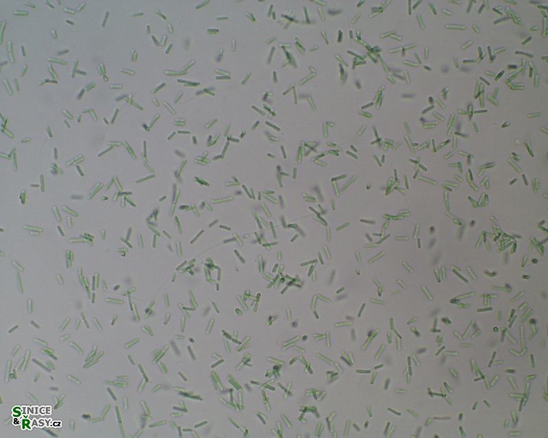 Thermostichus bigranulatus