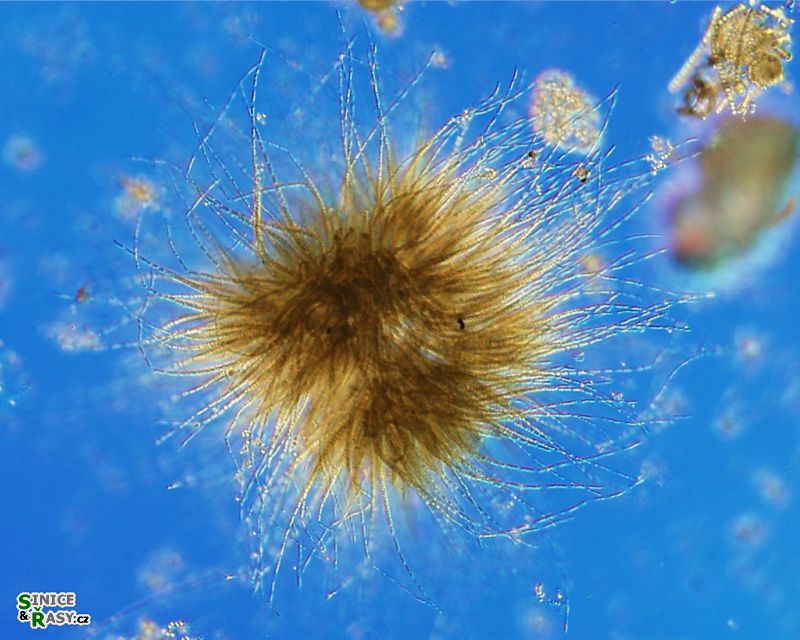Gloeotrichia echinulata