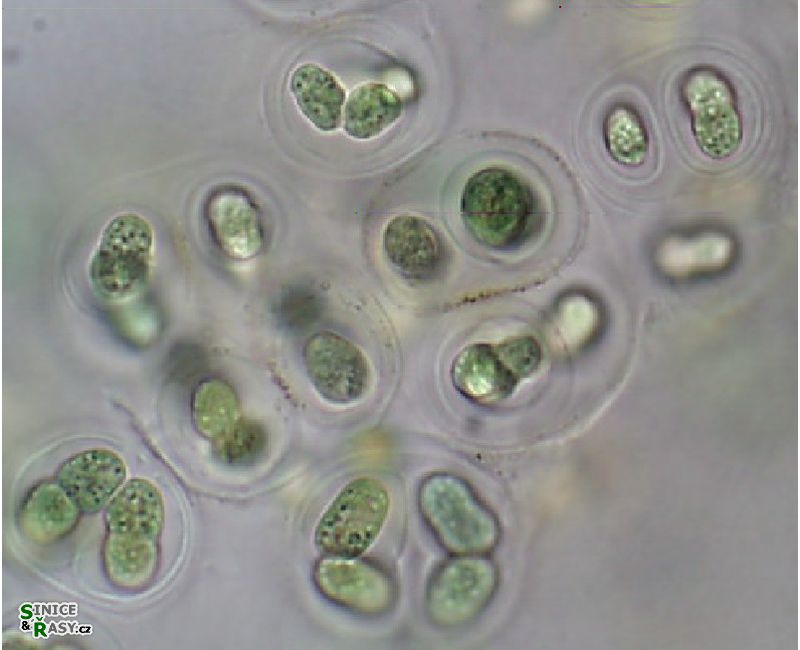 Gloeothece membranacea