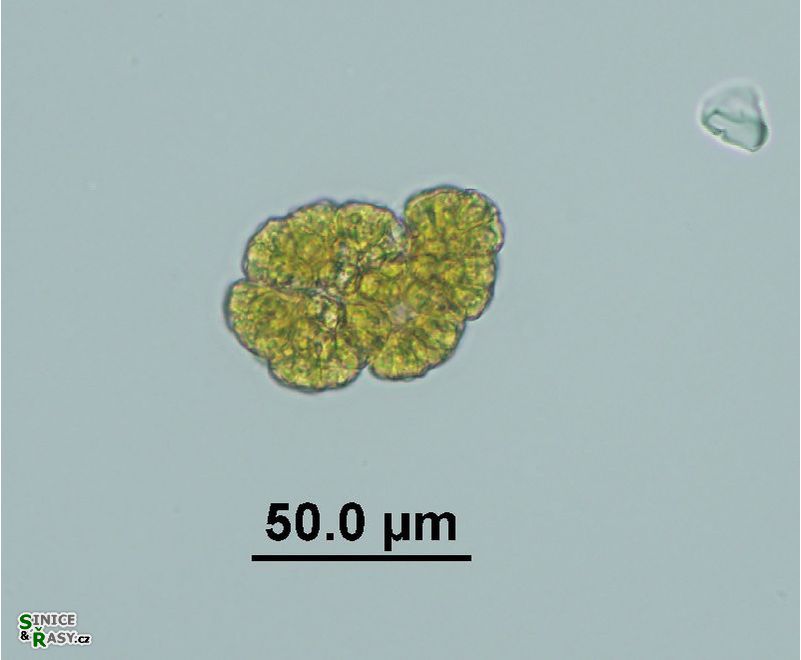 Botryococcus neglectus 