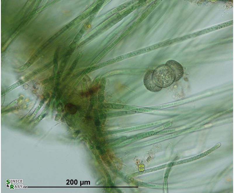 Hapalosiphon fontinalis