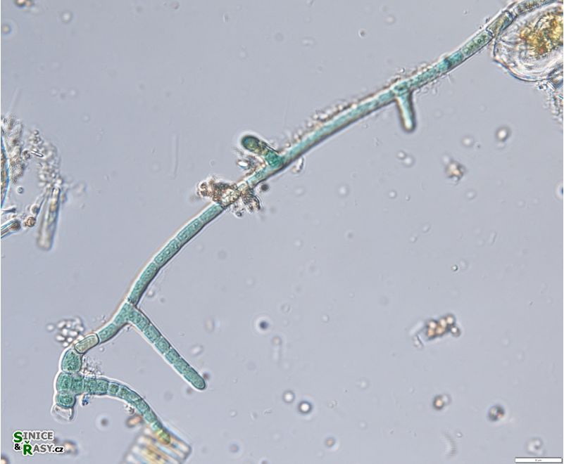 Hapalosiphon intricatus