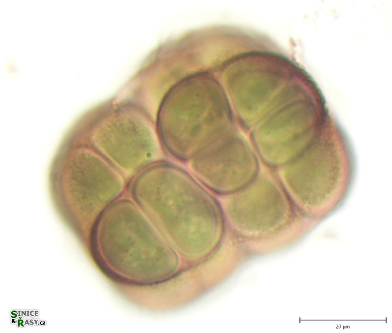 Gloeocapsopsis chroococcoides