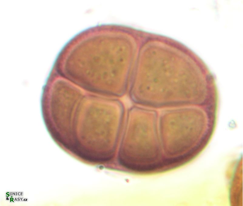 Gloeocapsopsis chroococcoides