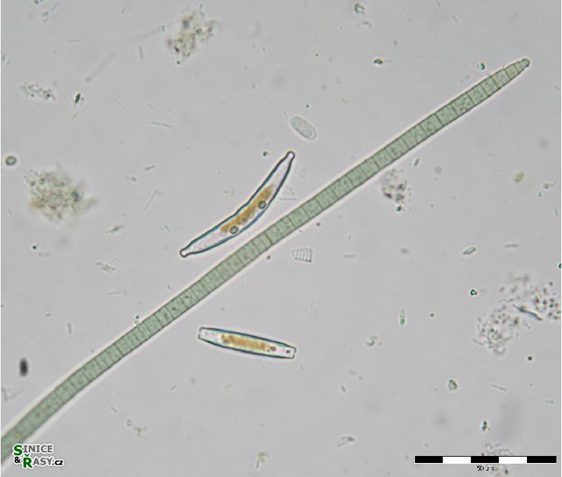 Microcoleus fonticola