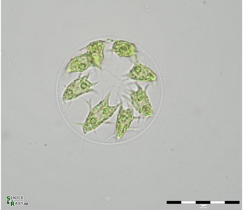 Stephanosphaera pluvialis