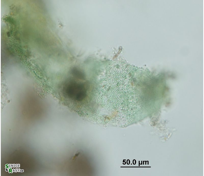 Microcrocis geminata
