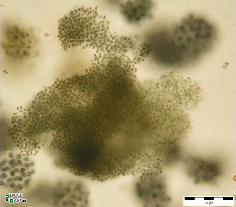 Microcystis ichthyoblabe