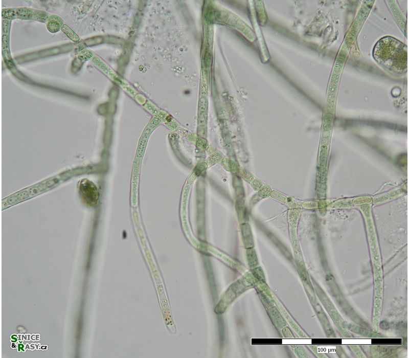 Hapalosiphon fontinalis