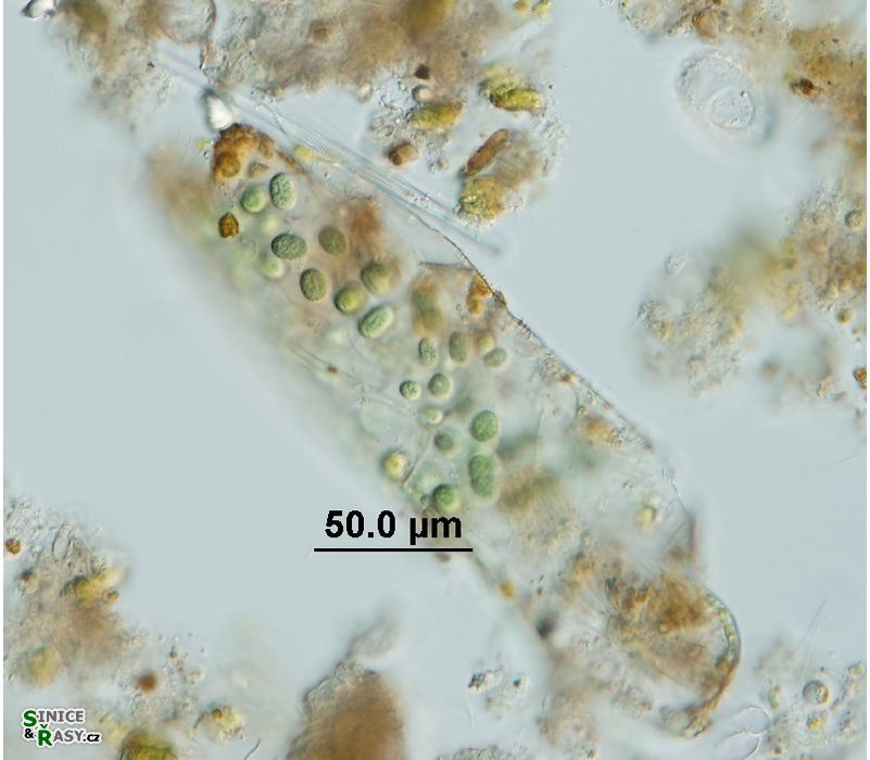 Aphanothece microscopica