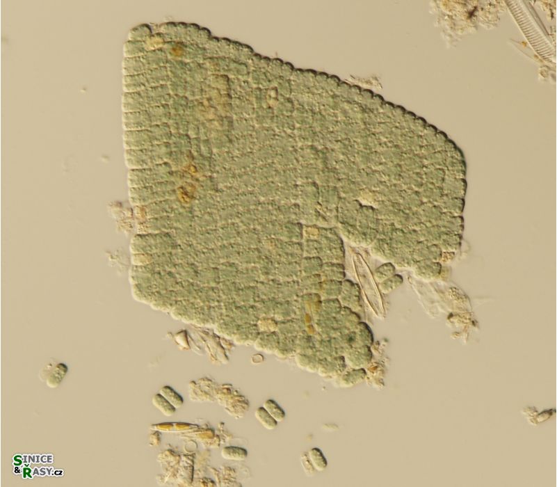 Microcrocis geminata