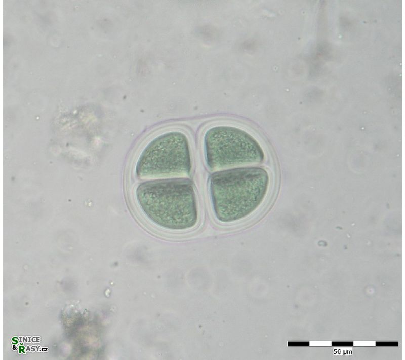 Chroococcus pulcherrimus