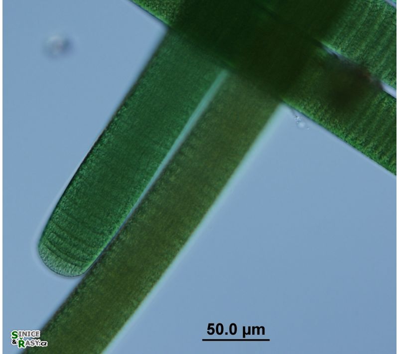 Oscillatoria princeps