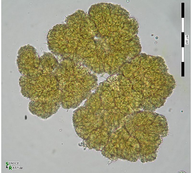 Botryococcus neglectus