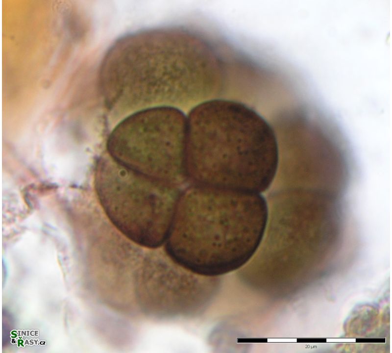Gloeocapsopsis dvorakii