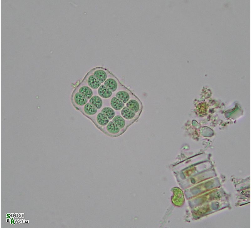 Merismopedia sphagnicola