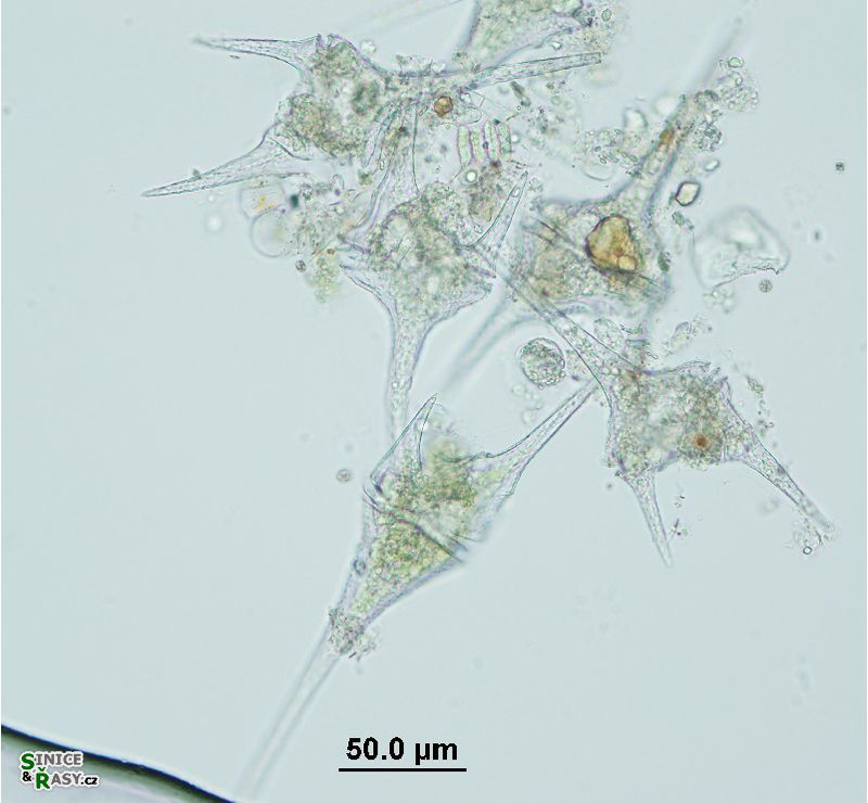 Ceratium furcoides, C. hirundinella