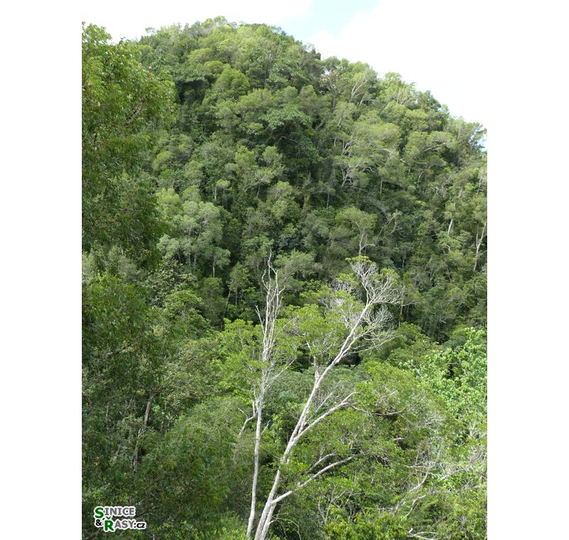 3-guajataca-state-forest-puerto-rico-2013-024