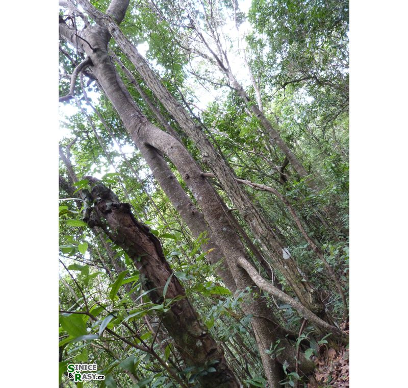 3-guajataca-state-forest-puerto-rico-2013-028