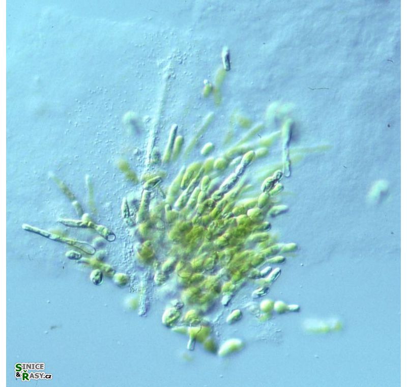 Stigeoclonium polymorphum