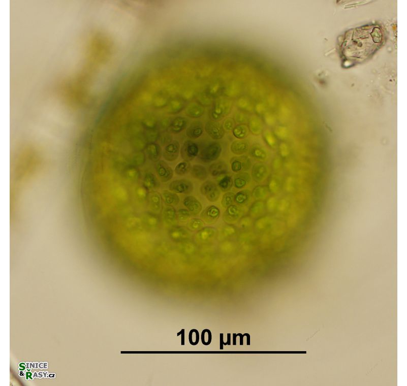 Eremosphaera viridis