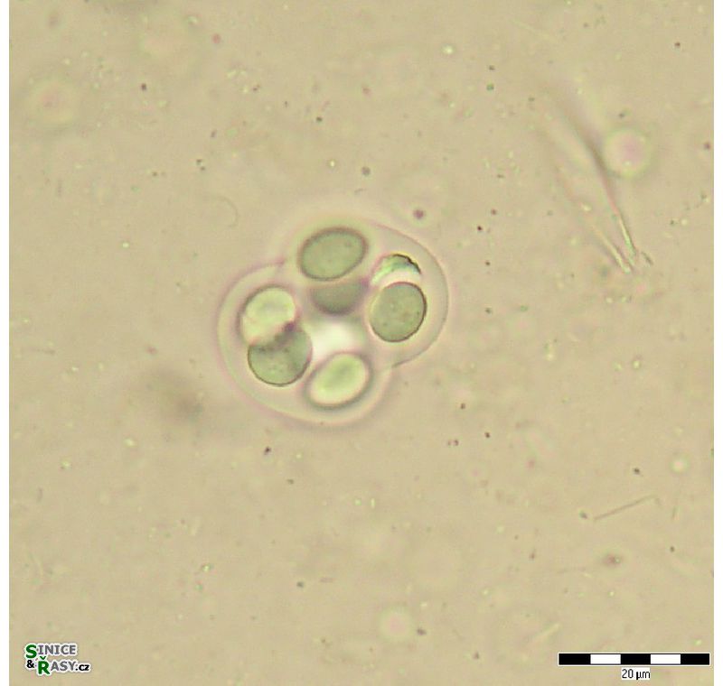 Chroococcus mipitanensis