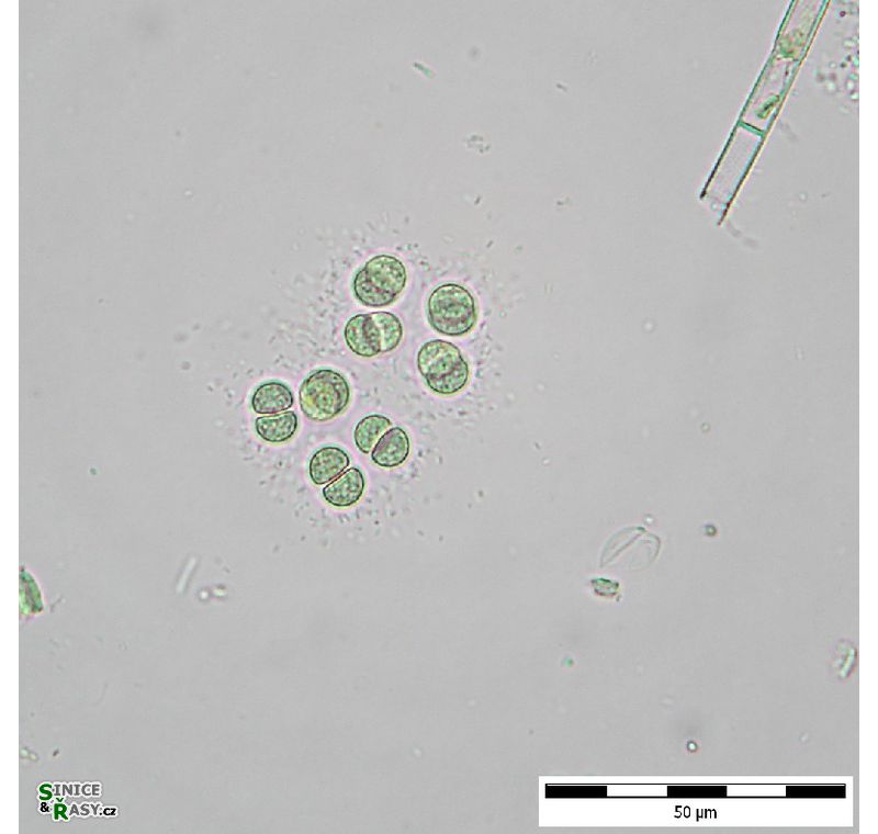 Limnococcus limneticus