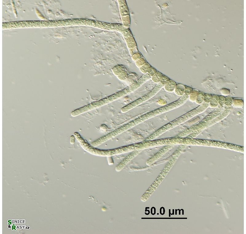 Hapalosiphon fontinalis